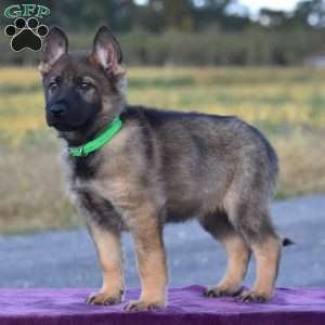Olivia, German Shepherd Puppy