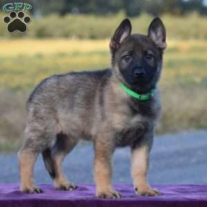Olivia, German Shepherd Puppy