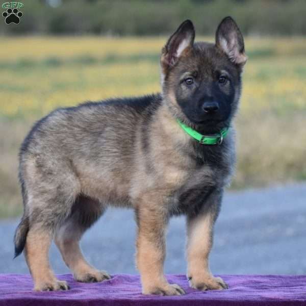 Olivia, German Shepherd Puppy