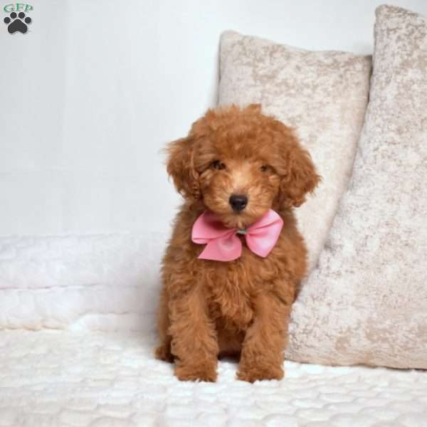 Olivia, Miniature Poodle Puppy