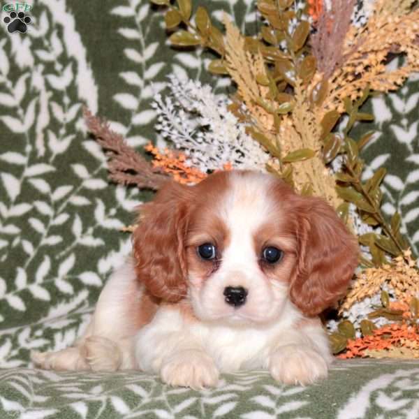 Olivia, Cavalier King Charles Spaniel Puppy