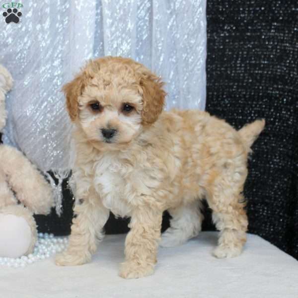 Orian, Bich-Poo Puppy