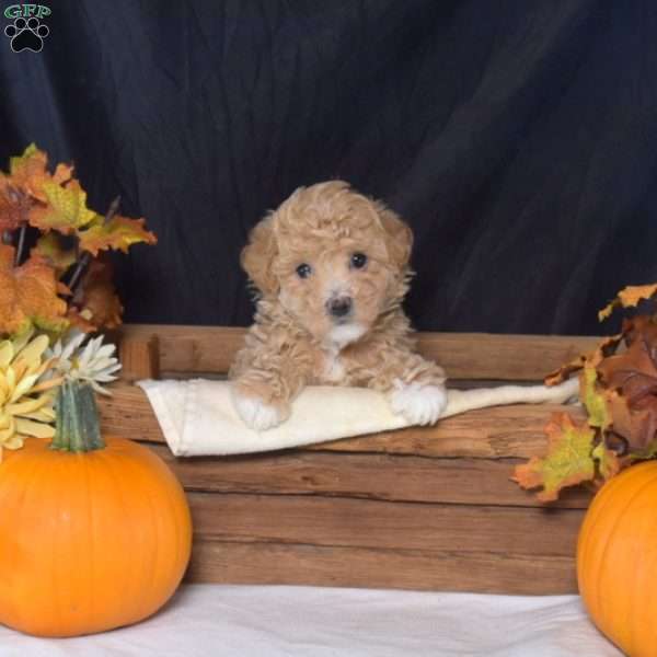 Olivia, Bich-Poo Puppy