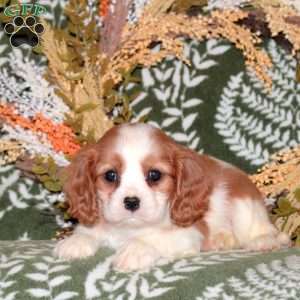 Olivia, Cavalier King Charles Spaniel Puppy
