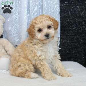 Orian, Bich-Poo Puppy