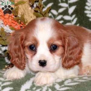Olivia, Cavalier King Charles Spaniel Puppy