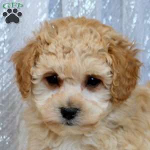 Orian, Bich-Poo Puppy