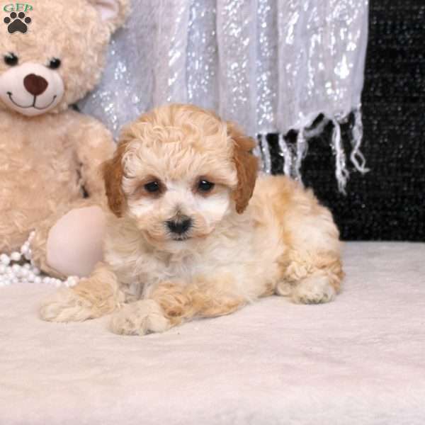 Ollie, Bich-Poo Puppy