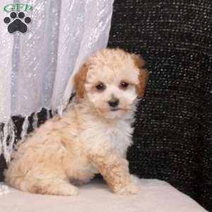 Ollie, Bich-Poo Puppy