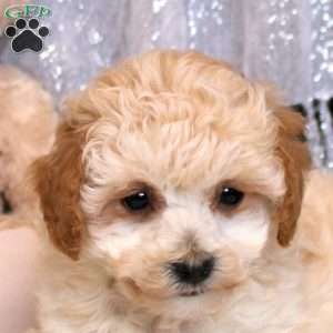 Ollie, Bich-Poo Puppy