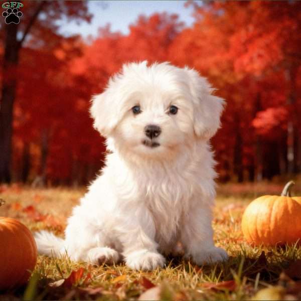 Ollie, Bichon Frise Puppy