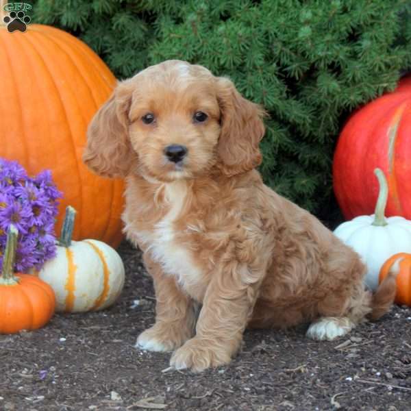 Omar, Cockapoo Puppy