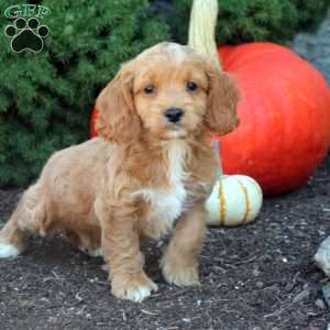 Omar, Cockapoo Puppy