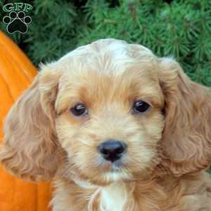 Omar, Cockapoo Puppy