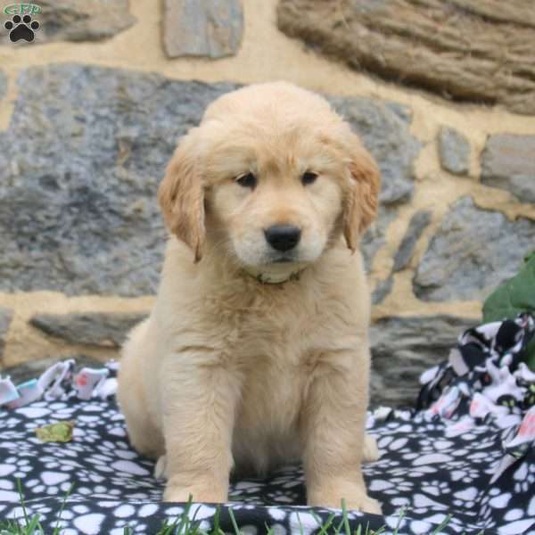 Onycha, Golden Retriever Puppy