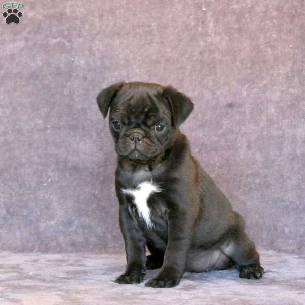 Onyx, Pug Puppy
