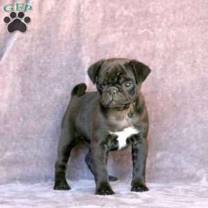 Onyx, Pug Puppy