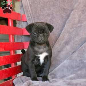 Onyx, Pug Puppy