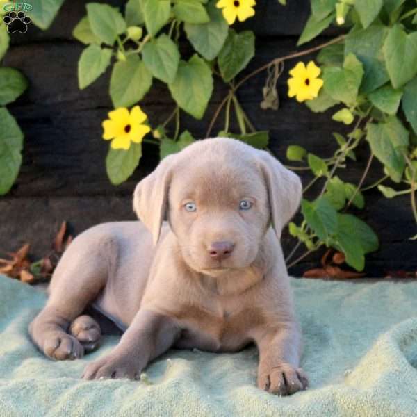 Onyx, Silver Labrador Retriever Puppy