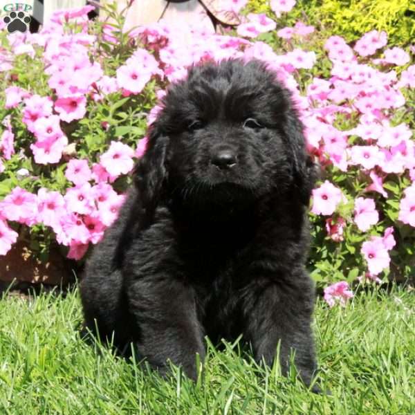 Onyx, Newfoundland Puppy