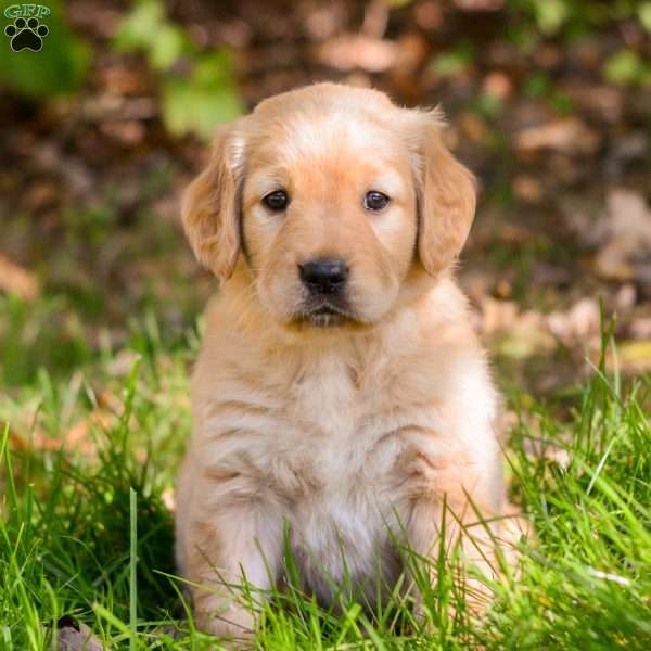 Opal, Golden Retriever Puppy