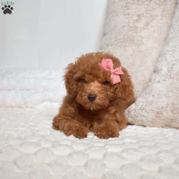 Opal, Miniature Poodle Puppy