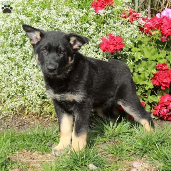 Opal, German Shepherd Puppy