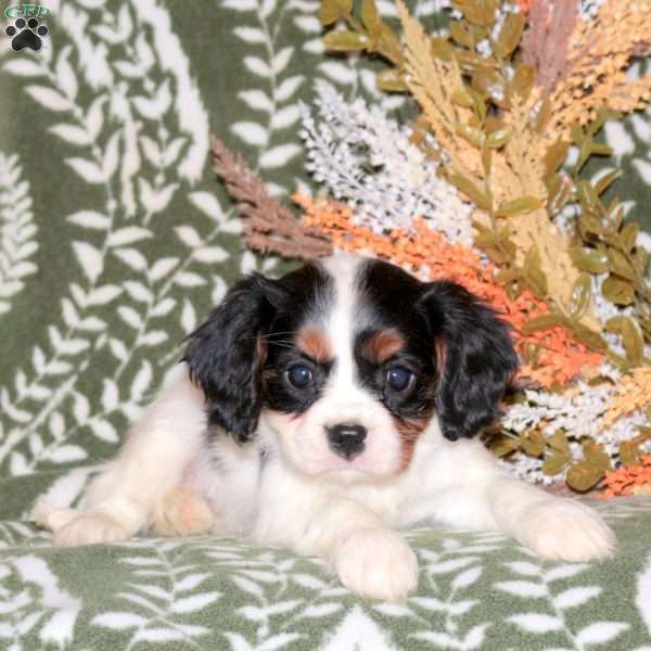 Opal, Cavalier King Charles Spaniel Puppy