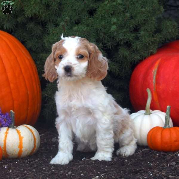 Opal, Cockapoo Puppy