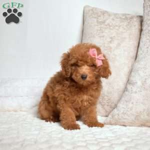 Opal, Miniature Poodle Puppy