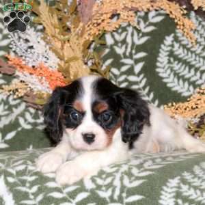 Opal, Cavalier King Charles Spaniel Puppy