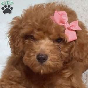 Opal, Miniature Poodle Puppy