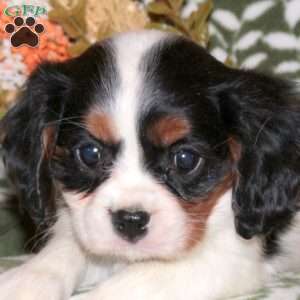Opal, Cavalier King Charles Spaniel Puppy