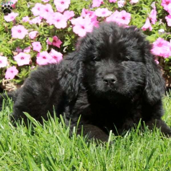 Ophelia, Newfoundland Puppy