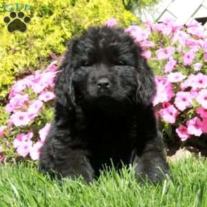 Ophelia, Newfoundland Puppy