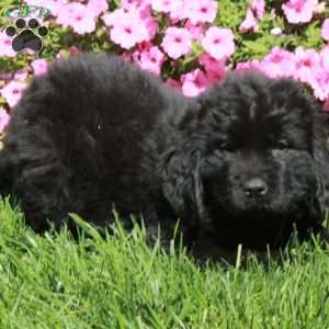 Ophelia, Newfoundland Puppy
