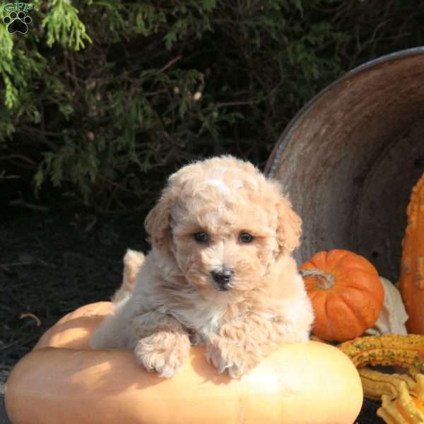 Orchid, Bich-Poo Puppy