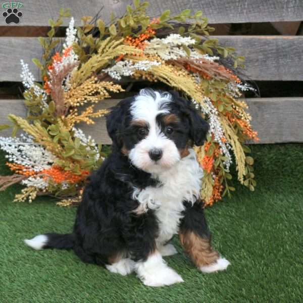 Orchid, Mini Bernedoodle Puppy