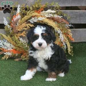Orchid, Mini Bernedoodle Puppy