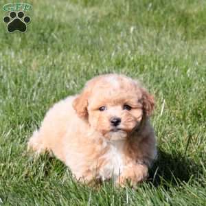 Orchid, Bich-Poo Puppy