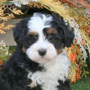Orchid, Mini Bernedoodle Puppy