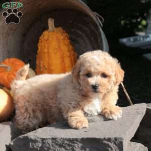 Orchid, Bich-Poo Puppy