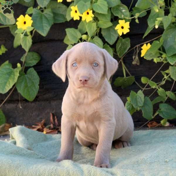 Orchid, Silver Labrador Retriever Puppy