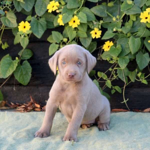 Oreo, Silver Labrador Retriever Puppy