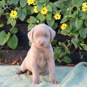 Oreo, Silver Labrador Retriever Puppy