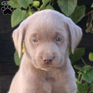 Oreo, Silver Labrador Retriever Puppy