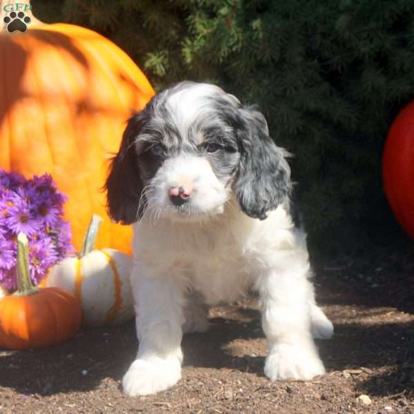 Orion, Cockapoo Puppy