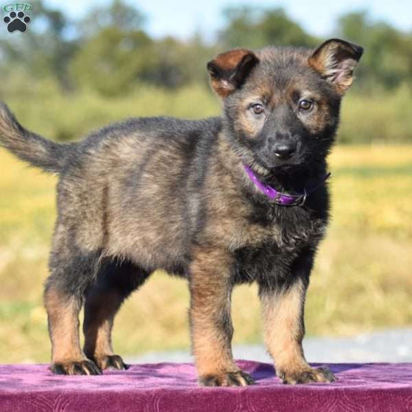 Orpha, German Shepherd Puppy