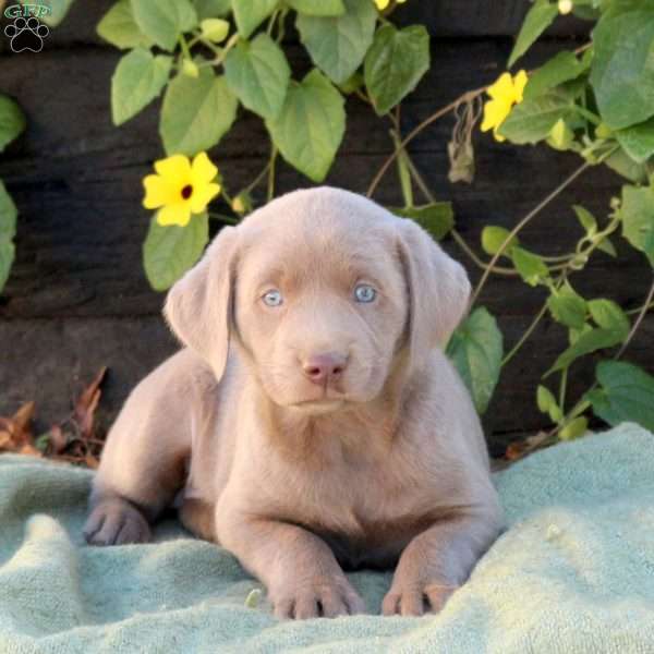Orzo, Silver Labrador Retriever Puppy