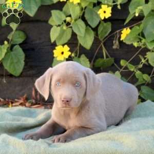 Orzo, Silver Labrador Retriever Puppy